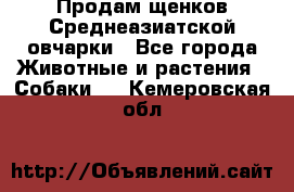 Продам щенков Среднеазиатской овчарки - Все города Животные и растения » Собаки   . Кемеровская обл.